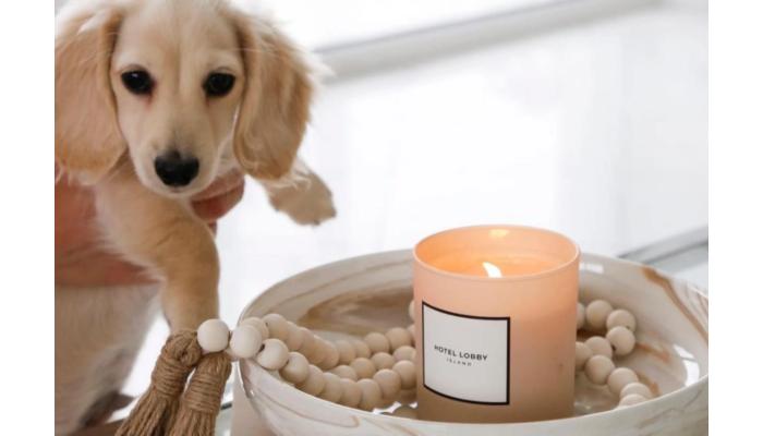 Candles bad for dogs