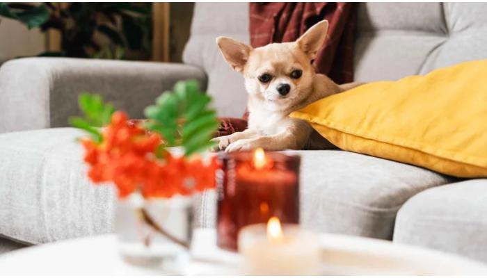 Do candles pose risk to dogs