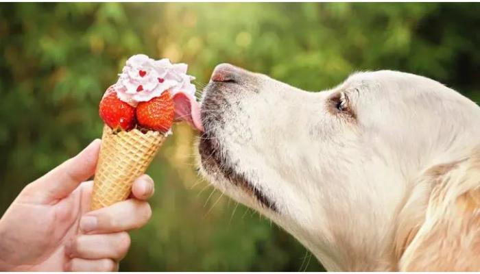 Dog eating whipped cream