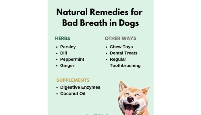 Natural remedies for bad breath in Dogs