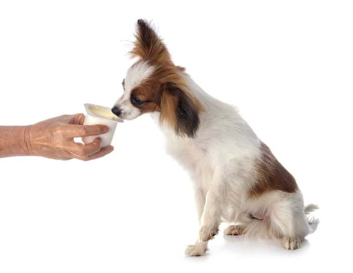 Yogurt for Dog Bad Breath Natural Remedy for Canine Breath