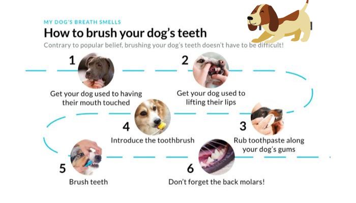 how to clean the dogs teeth