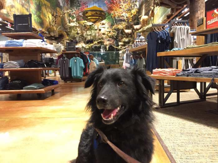 Are Dogs Allowed in Bass Pro Shops?