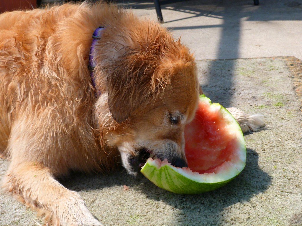 Is Watermelon Good for Dogs? Brave Pup