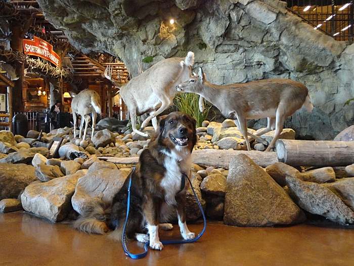 Are Dogs Allowed in Bass Pro Shops?