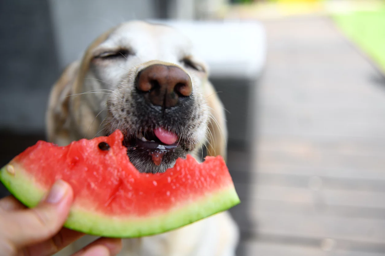 Is Watermelon Good for Dogs? - Brave Pup