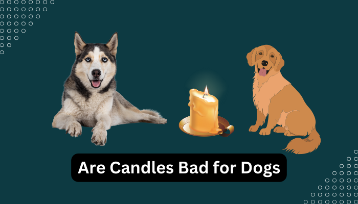 Are Candles Bad for Dogs