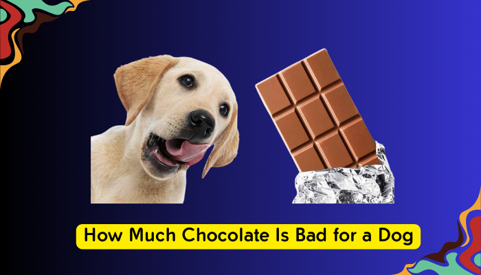 How Much Chocolate Is Bad for a Dog