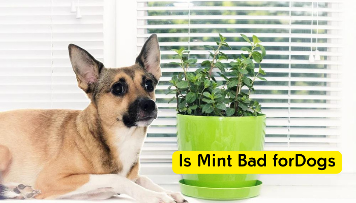 Is Mint Bad for Dogs