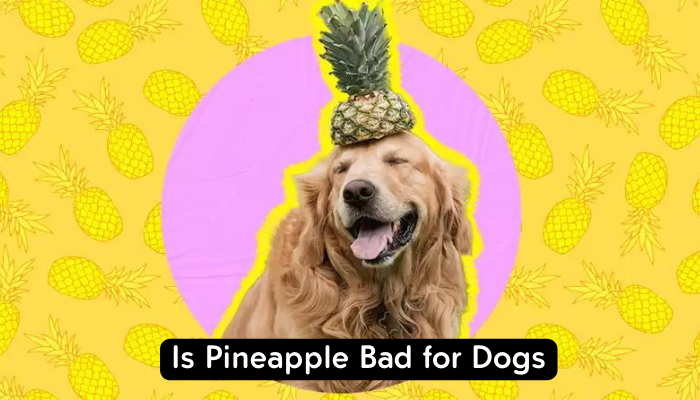 Is Pineapple Bad for Dogs