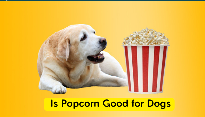 Is Popcorn Good for Dogs
