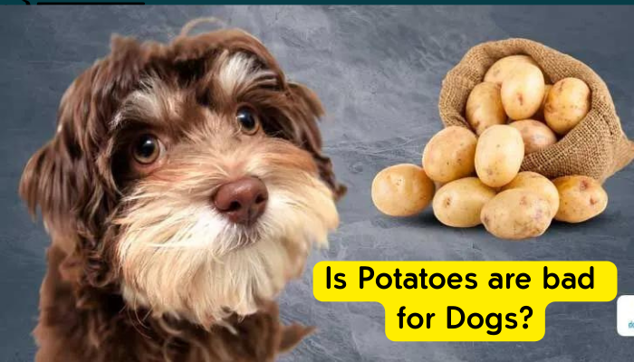 Is Potatoes are bad for Dogs
