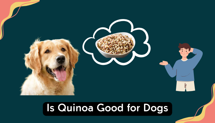 Is Quinoa Safe for Dogs: Exploring the Nutritional Benefits