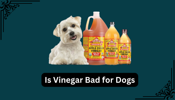 Is Vinegar Bad for Dogs