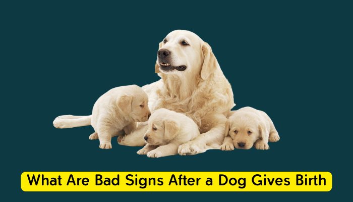 What Are Bad Signs After a Dog Gives Birth