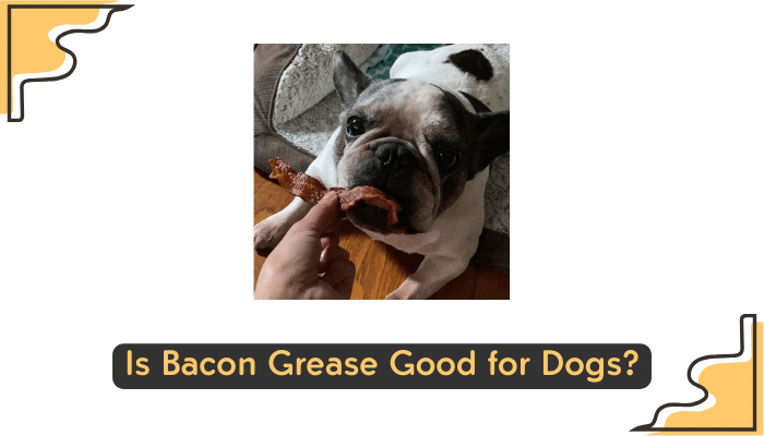 baken greese for dogs