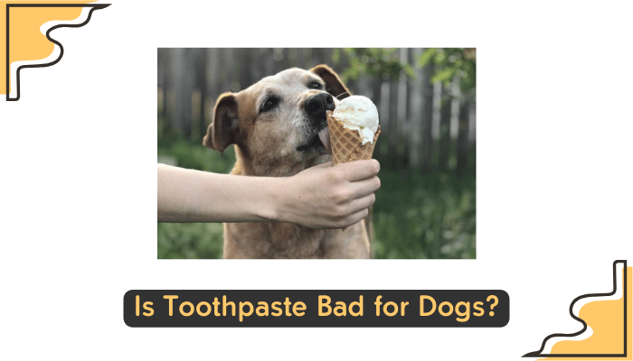concerns about dogs and vanilla