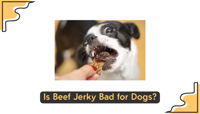 dangers of feeding dogs beef jerky