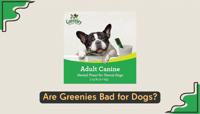 dangers of greenies for dogs