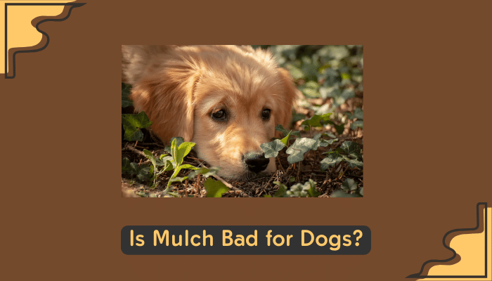 dangers of mulch for dogs