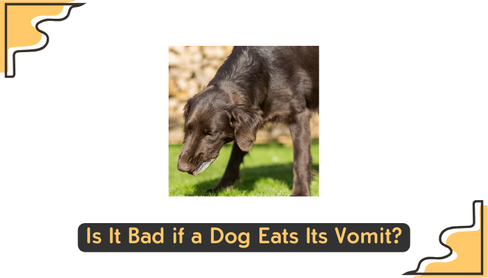 dog eating own vomit
