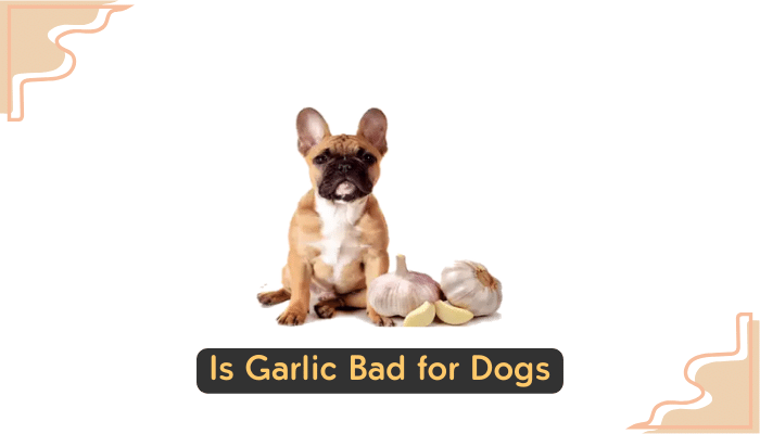 garlic and dogs health