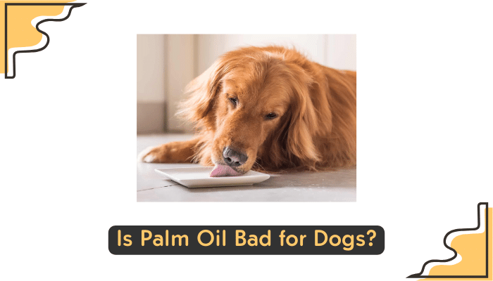 potential dangers of palm oil for dogs