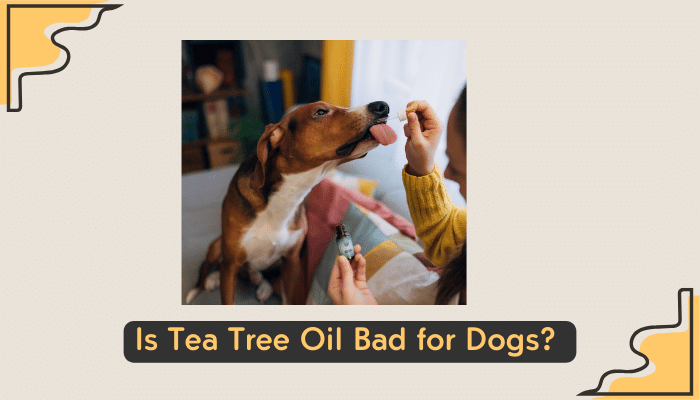 tea tree oil and dogs