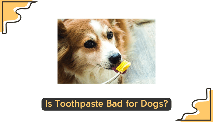 toothpaste and dogs health