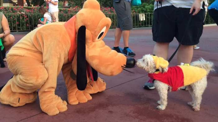 Does Disney Springs Allow Dogs